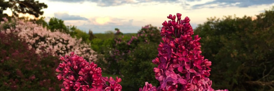 emilyteator's profile banner image