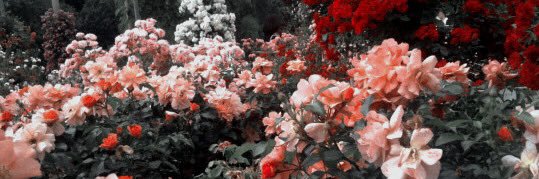 𝕍𝕚𝕠𝕝𝕖𝕥! banner