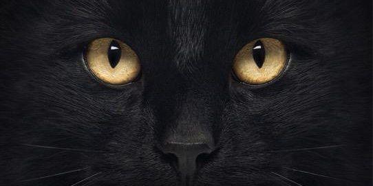 LyshaICA's profile banner image