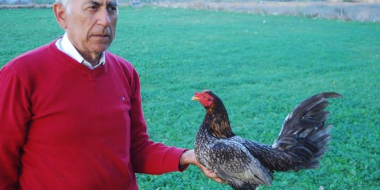GallosAntCalvo's profile banner image