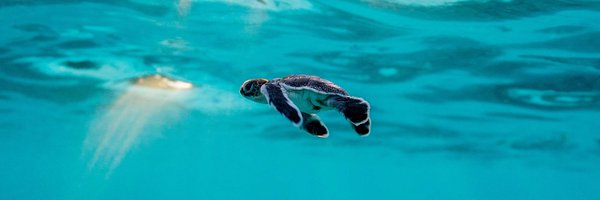 dogusss Profile Banner