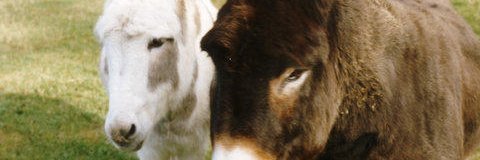 961a's profile banner image