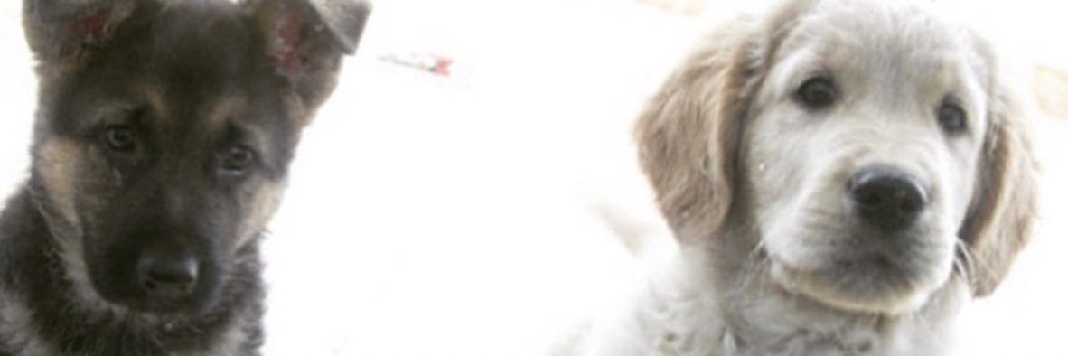 anavaarea's profile banner image
