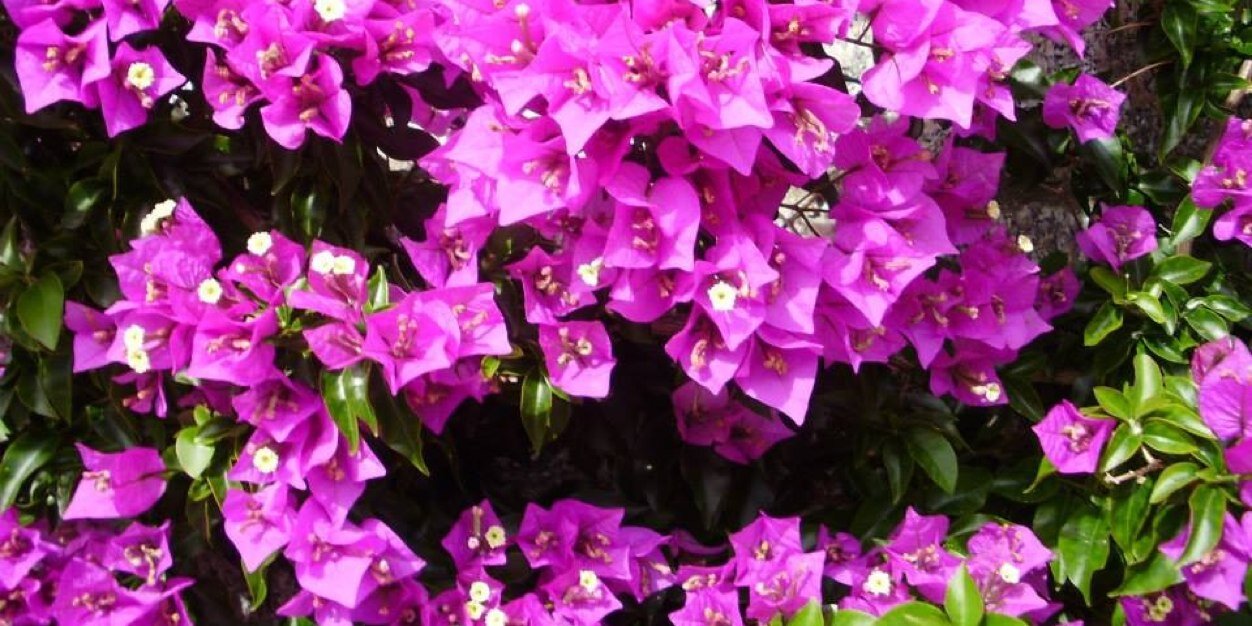 MarichusMC's profile banner image