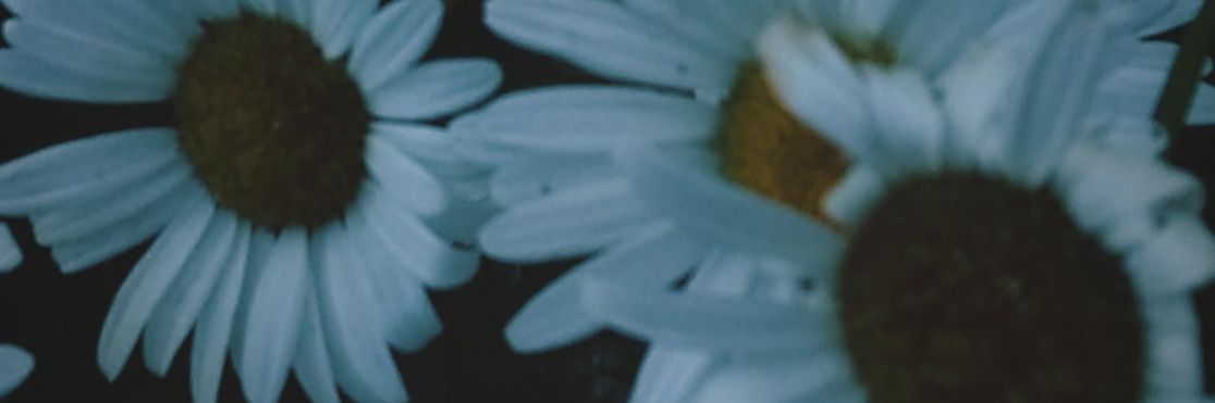 deartrix's profile banner image