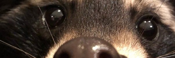 nick banner