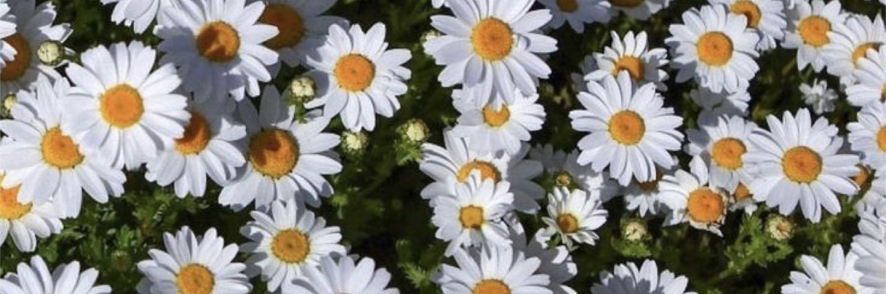 BrendaDamelines's profile banner image