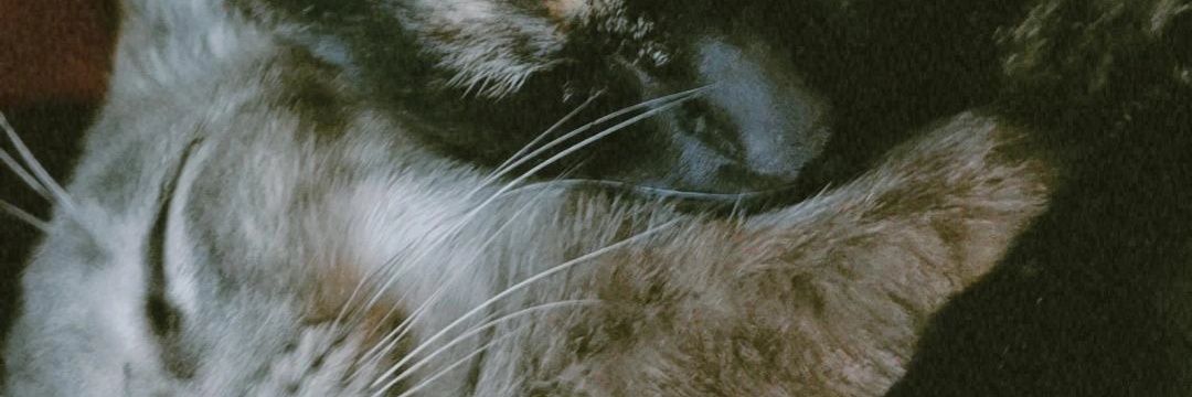 Mike_Lechugon's profile banner image