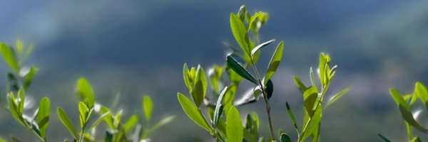 Piantedosim Profile Banner