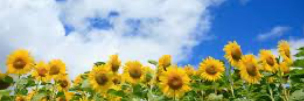 m_yoshikawa's profile banner image