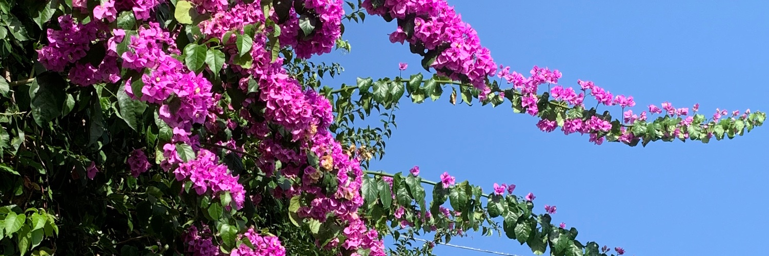 Adele 🐿️ 🥜 banner
