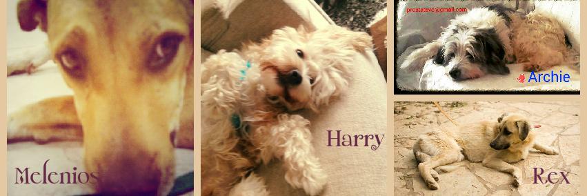 ΠΡΟ.ΣΤ.Α.ΤΕ.Υ.Ω banner