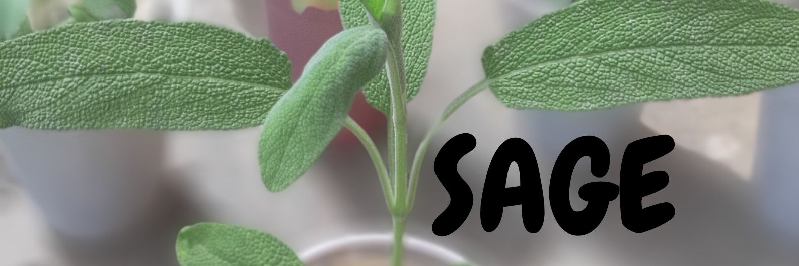 wemmie_'s profile banner image