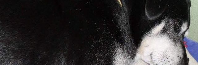 rodddeb's profile banner image