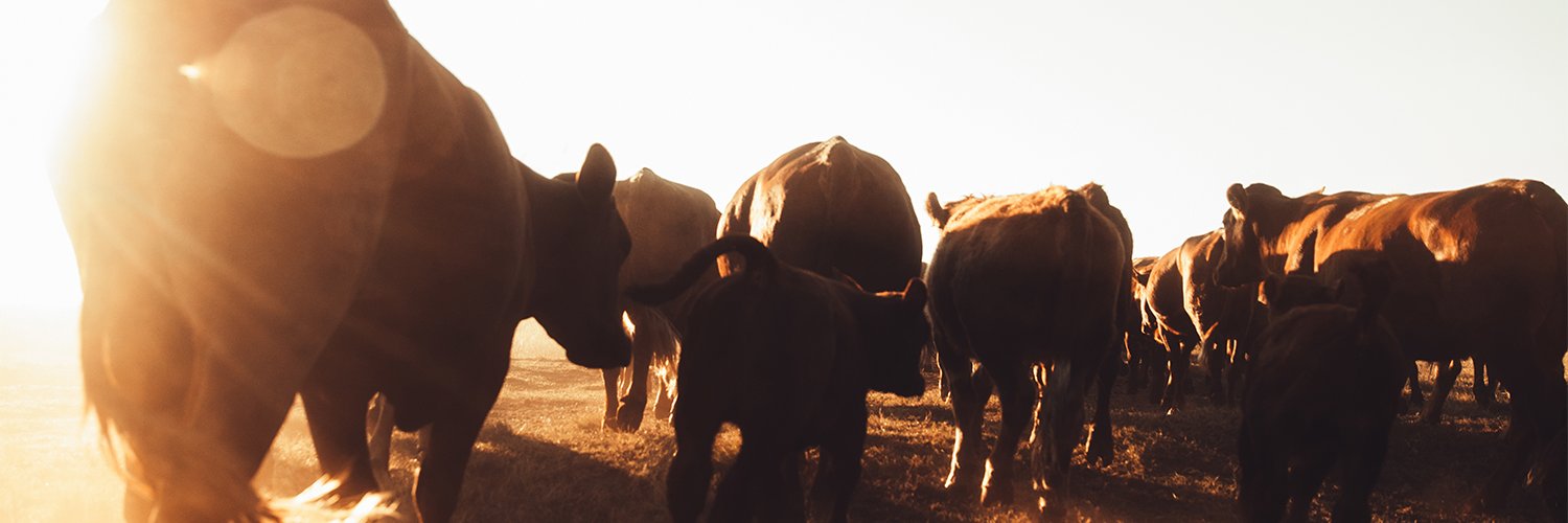 Progan - Productores Ganaderos del Uruguay banner