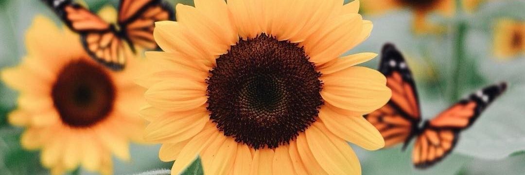 fflorcitttta's profile banner image