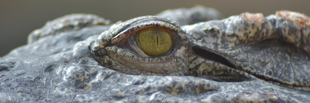 Woodside Wildlife banner