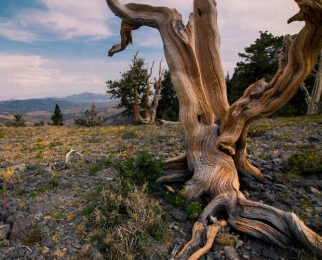 SpringMountains's profile banner image