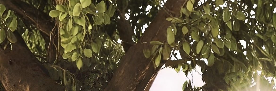 jadesglitch's profile banner image