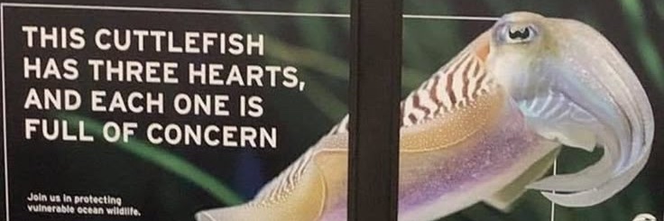 Cuttle banner