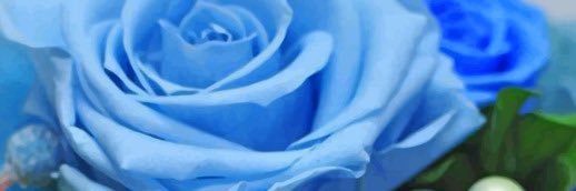 Rose60057883's profile banner image