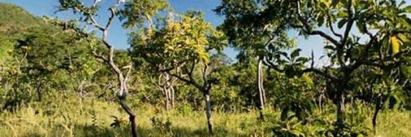 CiraodoCerrado Profile Banner