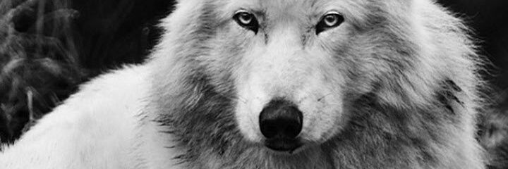 brunobsouzac's profile banner image
