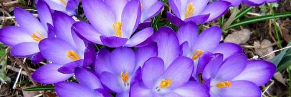 sammorra Profile Banner