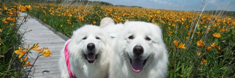 kaitopappa's profile banner image