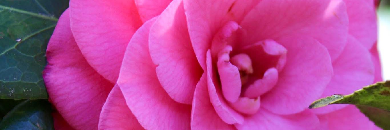 Amber Freeman banner