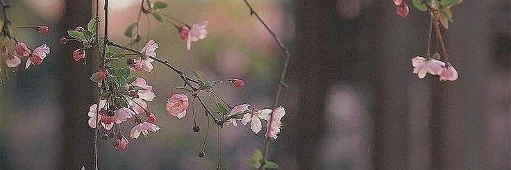 Hazel banner