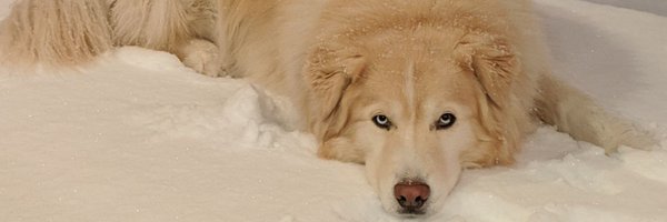 GaryMicander Profile Banner