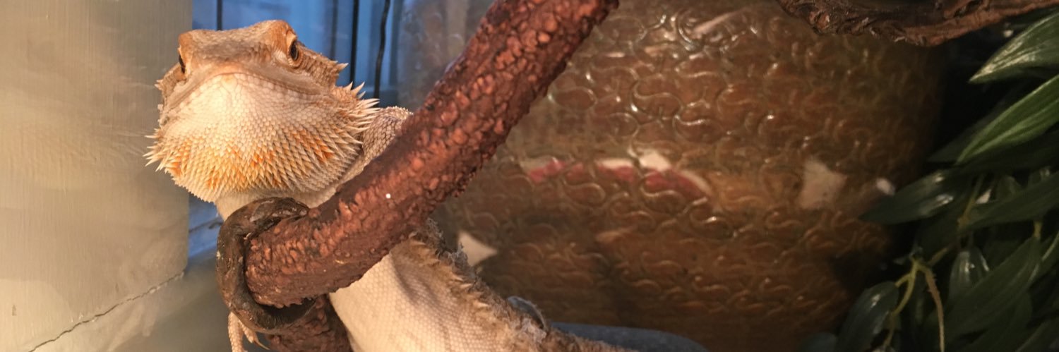 evapwilliams's profile banner image