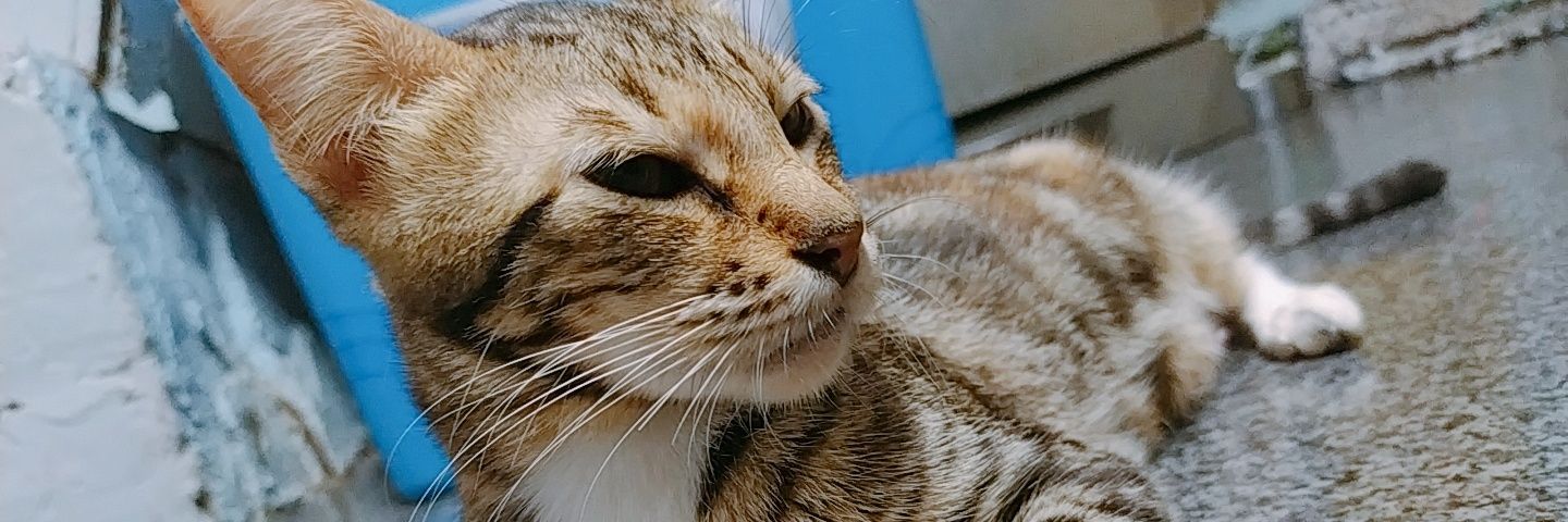 Xydyang's profile banner image