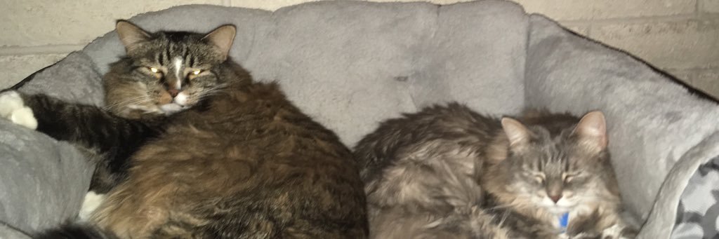 Burque Brewer banner