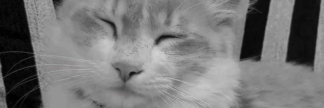 solmujica0's profile banner image