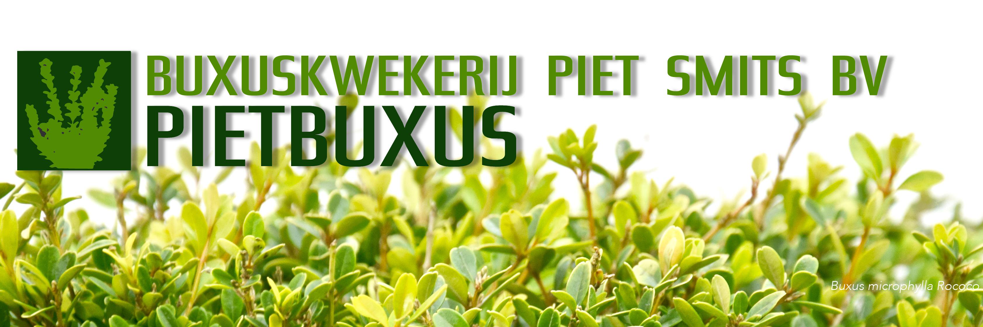 PietBuxus's profile banner image