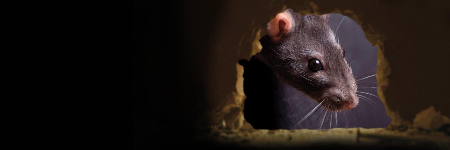 Brownyard Group banner