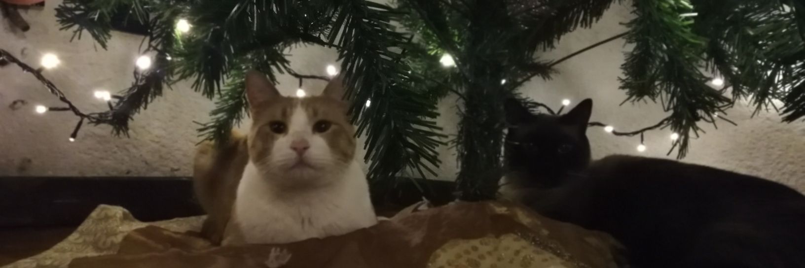 Giovh's profile banner image