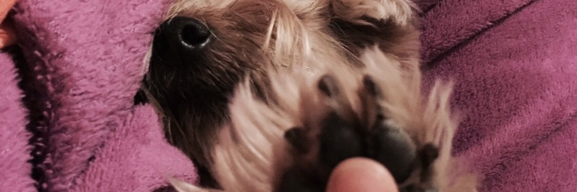 CavallerK's profile banner image