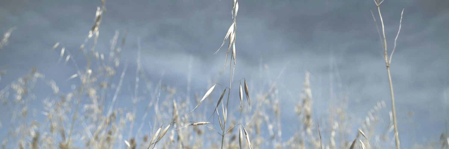 sariitxu's profile banner image