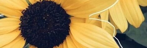 Susy, como Susy Diaz banner