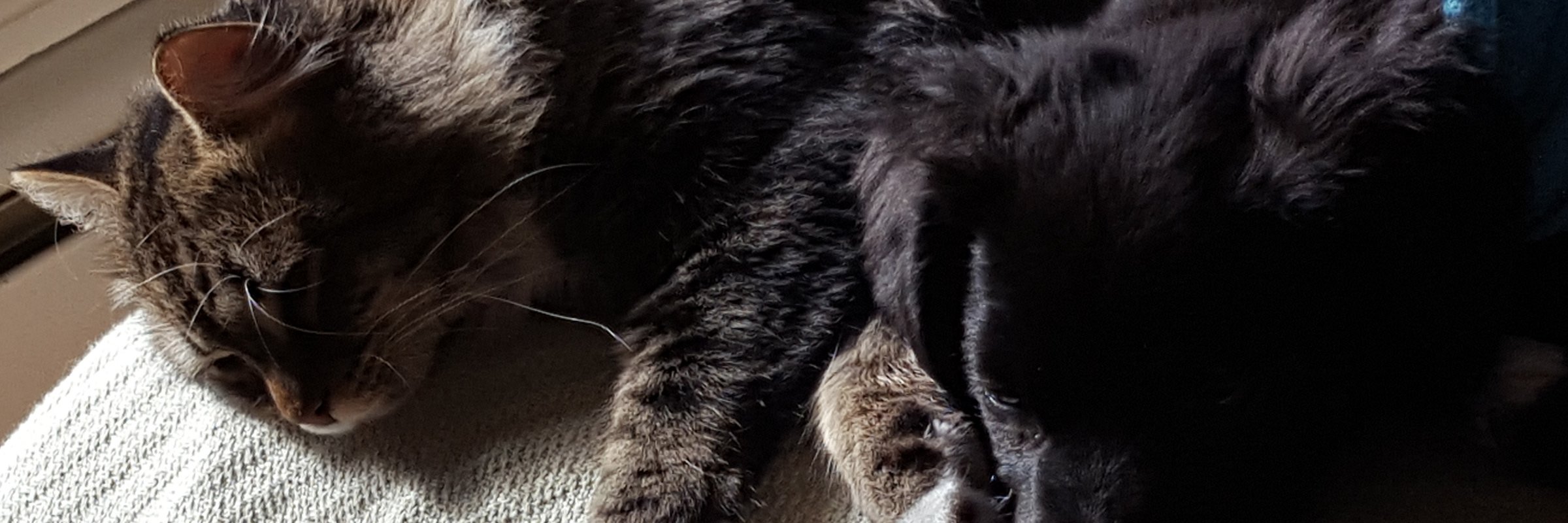 JenBlood's profile banner image