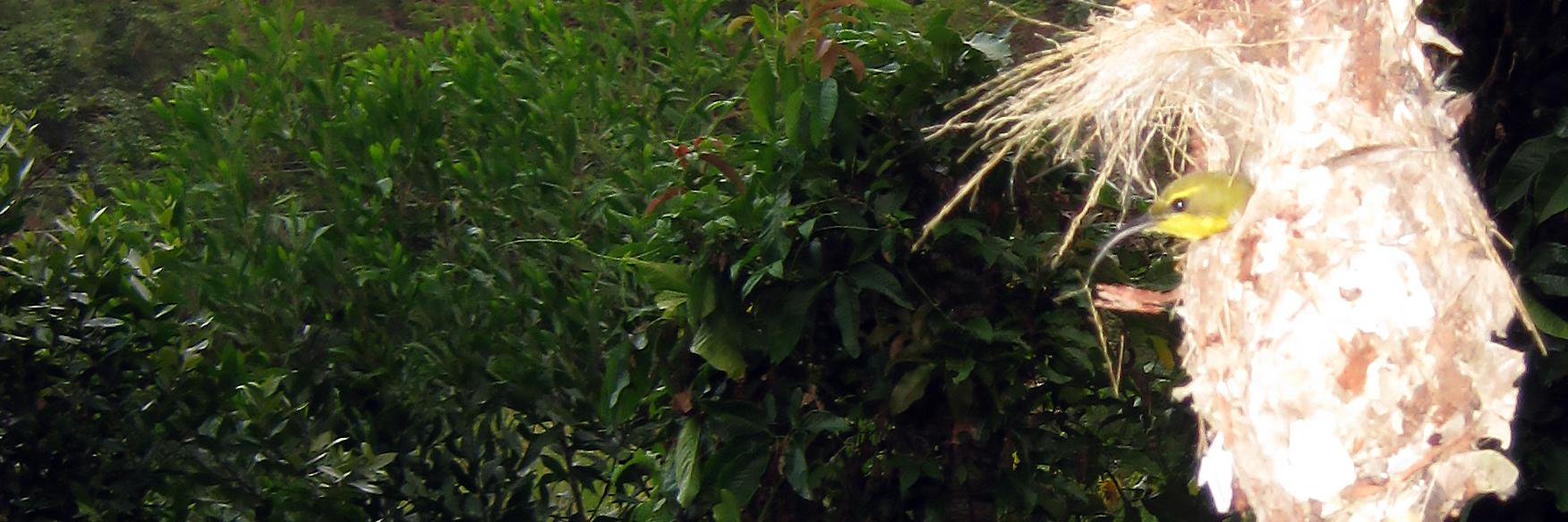 Queensland Online banner