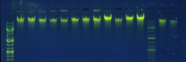 RynSars Profile Banner