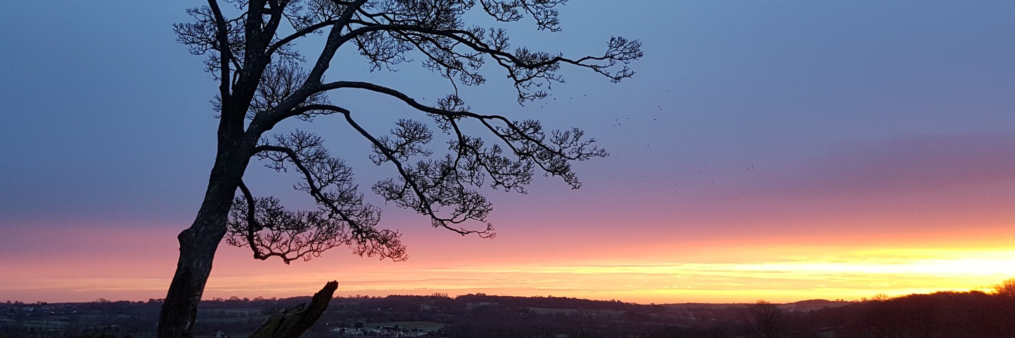 Hannah Thompson banner