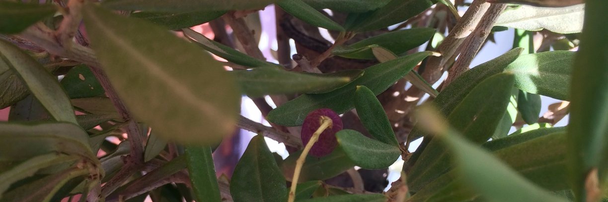 Thomas Mulhern banner