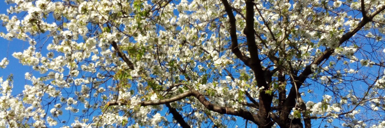 Sandra121289's profile banner image