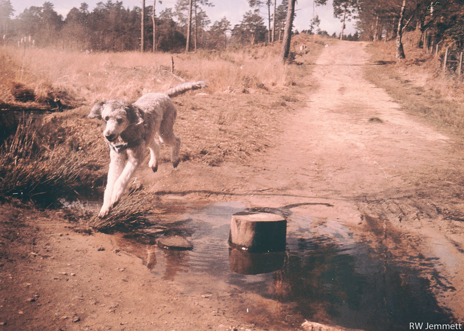 DogRemoteFun's profile banner image