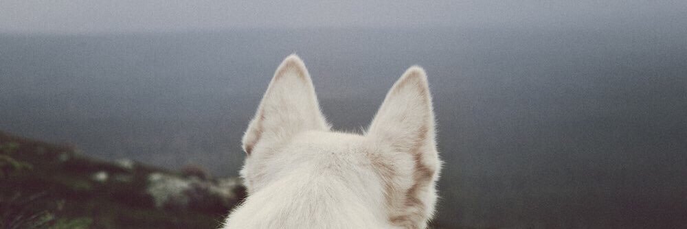 SoMatoy's profile banner image